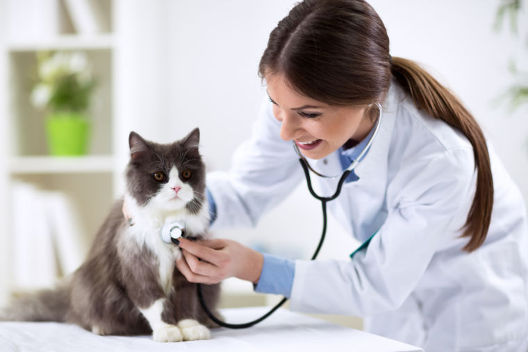 Katze und Tierarzt